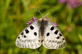 Image result for Parnassius apollo