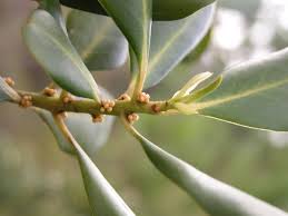 Image result for Myrsine