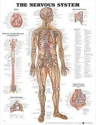 Nervous System Poster 66x51cm Anatomical Chart Human Body Anatomy Medical New Ebay