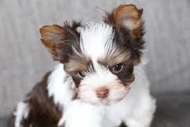 Yorkshire terrier and parti yorkie puppies for sale. Heritage Hill Yorkies Puppies For Sale