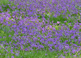 This strain, like many other purple weed strains, has a sedative effect and contains 18% thc. What Is That Purple Patch Creasey Mahan Nature Preserve