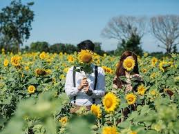 Di mana bunga matahari berasal dari negara meksiko, peru, amerika serikat dan menyebar luas ke seluruh dunia. 7 Kebun Bunga Matahari Paling Indah Di Indonesia Bikin Greget Pingin Foto Kece