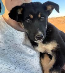 Can yall keep an eye out for my friends dog? She lost him last night. She  checked the pound and didn't find him. Lost near university and south loop