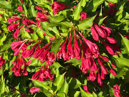 8:48am, 8 july 2013 pst (permalink). Shrub Identification 569470 Ask Extension