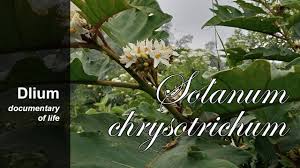Image result for Solanum chrysotrichum