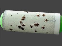 Gesundheit Tipps Gegen Zecken Zecken Hund Zecken Hundepflege