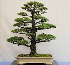 Kami punya beberapa informasi tentang gambar bunga bonsai termasuk artikel, gambar, foto, wallpaper. 10 Rekomendasi Gaya Bonsai Paling Unik Dan Menarik Ini Cocok Dijadikan Dekorasi Untuk Mempercantik Rumah