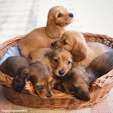 If you are searching for the perfect dachshund puppy to bring into your home, you have come to the right. Brown Bundles Of Joyhttps I Redd It Cheya1c6jbw11 Jpg Dachshund Puppy Miniature Dachshund Puppies Puppies
