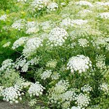 Ammi Majus Seed Snowflake At Suttons Seeds Types Of White Flowers White Flowers Garden Flowers Perennials