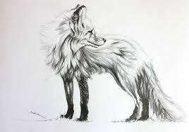 Immagini Da Ricopiare Disegno Di Un Animale Volpe Con Pelo Lungo Disegni A Matita Disegno Volpe Disegni