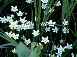 Image result for Swertia brownii