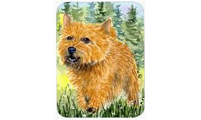 Check spelling or type a new query. Large Multicolor Carolines Treasures Ss8878lcb Norwich Terrier Glass Cutting Board Home Kitchen Kitchen Utensils Gadgets Ashtoncollege Co Za