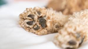 8 Common Dog Paw Problems