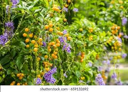 Image result for Duranta erecta