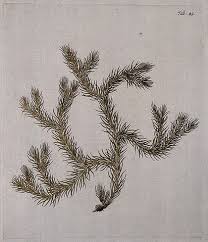 Image result for Lycopodiaceae