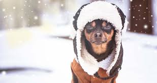 50 Best Dog Winter Clothes (jackets, boots, scarfs, sweaters and more)