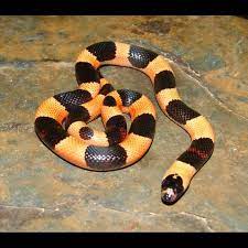 Apricot Pueblan Milk Snake Halloween Phase Lampropeltis Triangulum Campbelli Milk Snake Snake Snakes For Sale