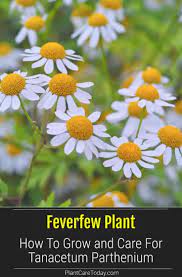 Feverfew Plant How To Grow And Care For Tanacetum Parthenium Feverfew Plant Feverfew Plants