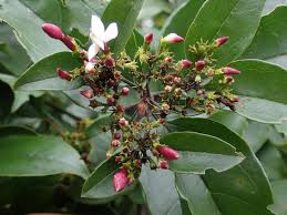 Image result for Jasminum dichotomum