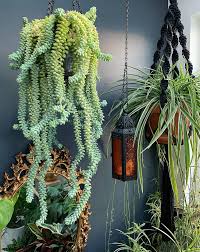 How to make the best soil for cactus. How To Propagate Care For Burro S Tail Sedum Sacred Elements