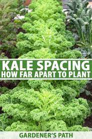 Kale Spacing How Far Apart To Plant Gardener S Path Kale Plant Growing Vegetables Growing Kale