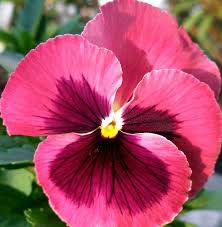 Pink Pansy Pansies Flowers Pansies Beautiful Flowers