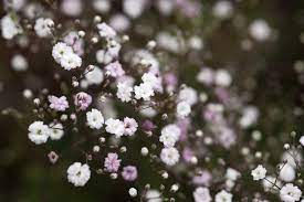 Gypsophila Paniculata Flower Arrangement Best Flower Wallpaper