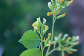 Image result for Dalbergia sissoo