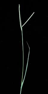 Image result for Paspalum scrobiculatum