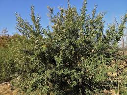 Image result for Tarchonanthus camphoratus