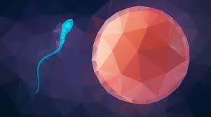 In plants, this process is observed just after the spore production, whereas in animals it takes place during gamete (sperm and egg) formation. What Is Meiosis Facts Yourgenome Org