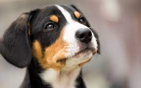 All other colors result from different genetic factors or modifiers acting on those pigments. Black White Brown Dog Face Hd Wallpaper Dog Face Brown Dog Dog Background