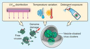 Norovirus, also called the winter vomiting bug, is a stomach bug that causes vomiting and diarrhoea. Emerging Pathogenic Unit Of Vesicle Cloaked Murine Norovirus Clusters Is Resistant To Environmental Stresses And Uv254 Disinfection Environmental Science Technology