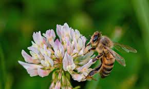 Pin On E M Gold Beekeepers Beekeeping Photos