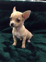 What A Look Chihuahua For Sale At Fish And Pets Pet Shop In Hendersonville Nc Check Out Their Website At Hendersonv Chihuahua Puppies Cute Animals Cute Dogs