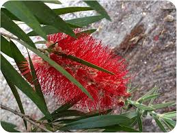 Image result for Callistemon