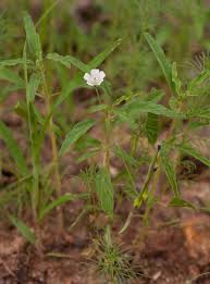 Image result for Monsonia angustifolia