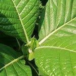 Image result for Sabicea venosa