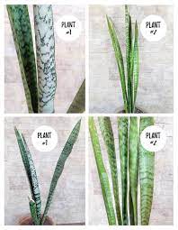 Sansevieria Trifasciata Silver Sansevieria Zeylanica Live Snake Plant Sansevieria Laurentii Lillian True Black Gold Succulent Cuttings Snake Plant Plants Sansevieria