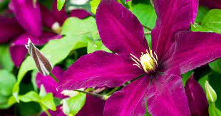 By selecting the right varieties and also knowing how to care for one that can be coaxed into longer, more robust bloom, it's possible. When To Prune Clematis Love The Garden
