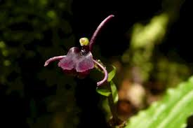 Image result for Liparis killmanniae