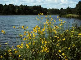 Image result for Helianthus angustifolius