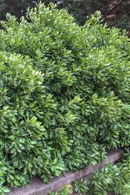 Image result for Barleria mackenii