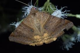 Image result for Pterygota