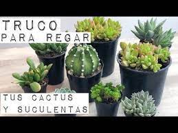 Si un jugador o criatura el hueso molido no funciona con los cactus y no va a acelerar el crecimiento de éstos. Detallesdevida Truco Para Saber Cuando Regar Tus Cactus Y Suculen Cactus Y Suculentas Suculentas Cactus