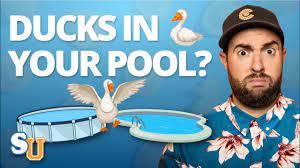 We did not find results for: How To Keep Ducks Out Of Your Pool