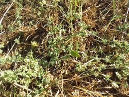 Image result for Dicliptera sp. C