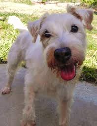 Long Hair Jack Russell Terriers I Am Sure Izzy Is Part Long Hair Jack Russell Look At Her Scruffy Dogs Jack Russell Jack Russell Terrier