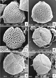 Image result for Pygmaeothamnus zeyheri