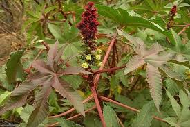 Nama lain daun jarak posted: 5 Fakta Tanaman Jarak Yang Memiliki Racun Mematikan Ricin